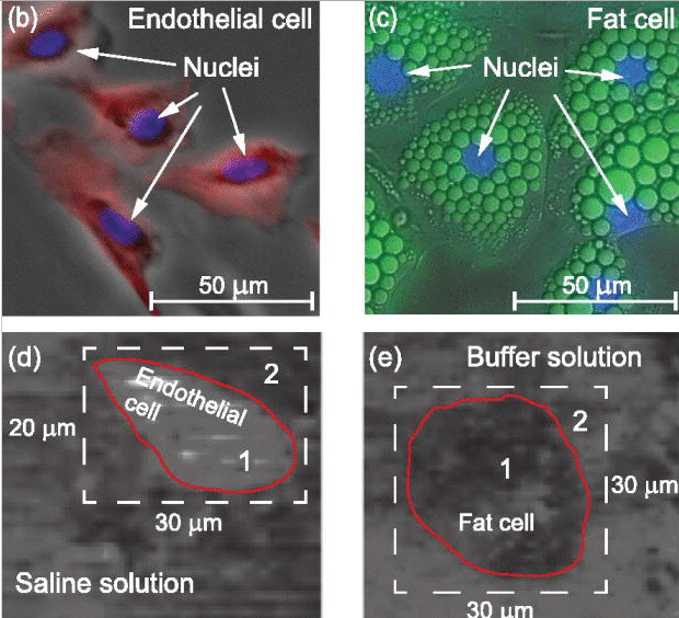 3D IMAGING OF CELLS USING SOUND WITHOUT HARMING CELL